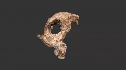 Australopithecus boisei (2501.1rp46)