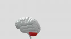 Brain