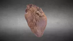 Corazón Humano HD/HD Human Heart