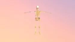 Esqueleto
