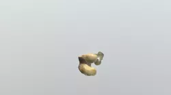 Femur