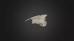 G13#20wax1scan2 Lower Jaw