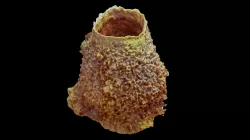 Giant barrel sponge monitoring DAX-AQS1-2019