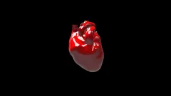 Heart