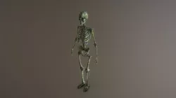 human skeleton