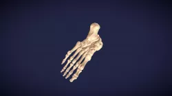 Left foot skeleton