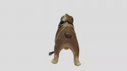 My dog