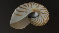 Nautilus