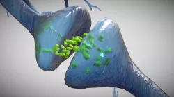 Neuron