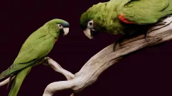 Parrots of the Caribbean