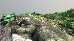 rock and grass