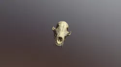 Scanned Fox Head