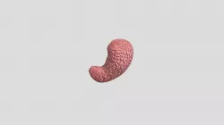 Stomach