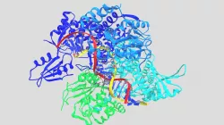 Topoisomerase II Complex