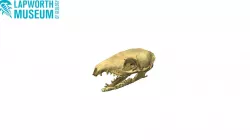 Tree shrew (Tupaia) skull BIRUG 18617