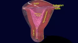 Uterus cut open bisected labelled detail