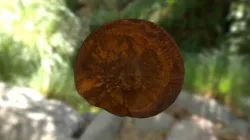 Ammonite