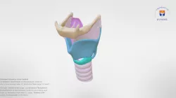 Anatomy of the Larynx