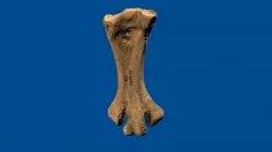 Ankle bone from Mantell's moa