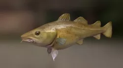 Atlantic Cod