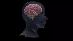Brain3D