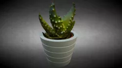 Cactus 3D Scan