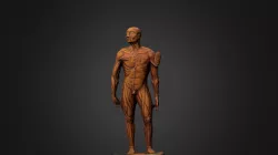 Cambridge UL Medical Figure c.AD1590 Scaled