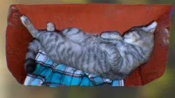 Cat 3D model Scan