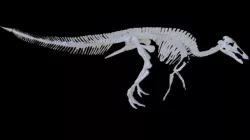 Edmontosaurus Bent1M