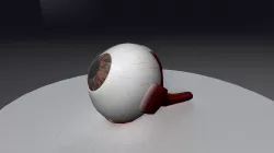 Human Eyeball