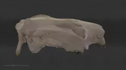Koala Skull