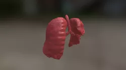 Lungs