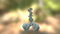 Lungs