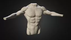 Male Torso Study