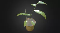 Plante
