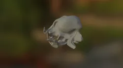 Raccoon Skull