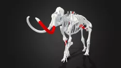 Risch-Rotkreuz ZG, partial mammoth skeleton