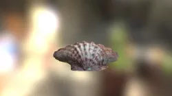 Shell 1