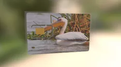 SIM Packaging