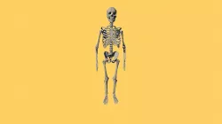 Skeleton Model