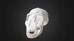 Skull 3D Scan - Artec Spider