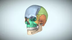 Skull For Reference