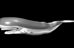 3D Whale Model 3D model