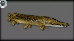 ALLIGATOR GAR 3D model