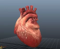 Animated Human Hearts 3D model
