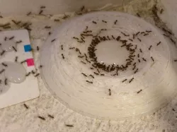 Ant Poison Trap Customizer