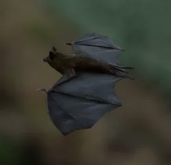 Bat Rigged and Animated Low-poly  3D model