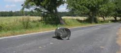car rim