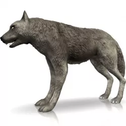 Detailed grey wolf Low-poly  3D model