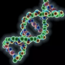 DNA molecule  3D model